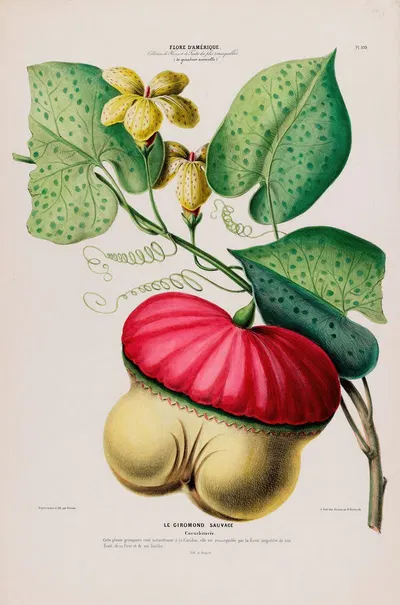Flore d'Amérique, dessinée d'après nature sur les lieux Pl.109 by Etienne Denisse, 1843 — digital art print download