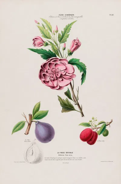 Flore d'Amérique, dessinée d'après nature sur les lieux Pl.110 by Etienne Denisse, 1843 — digital art print download