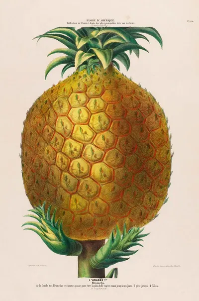 Flore d'Amérique, dessinée d'après nature sur les lieux Pl.114 by Etienne Denisse, 1843 — digital art print download