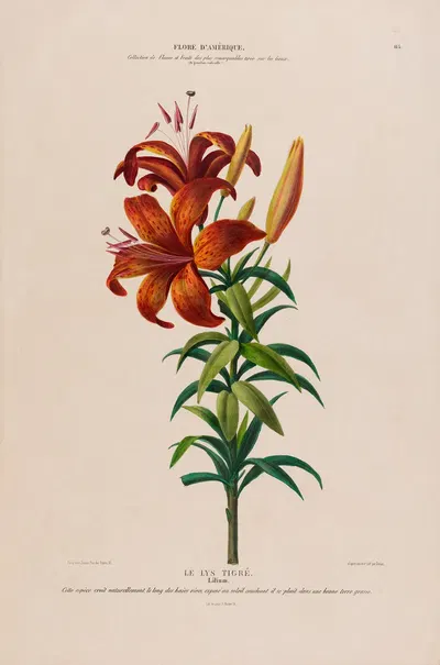 Flore d'Amérique, dessinée d'après nature sur les lieux Pl.115 by Etienne Denisse, 1843 — digital art print download