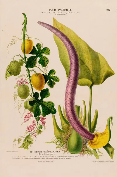 Flore d'Amérique, dessinée d'après nature sur les lieux Pl.122 by Etienne Denisse, 1843 — digital art print download