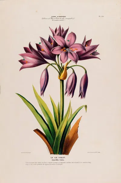 Flore d'Amérique, dessinée d'après nature sur les lieux Pl.126 by Etienne Denisse, 1843 — digital art print download