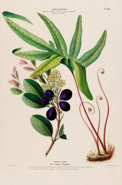 Flore d'Amérique, dessinée d'après nature sur les lieux Pl.128 by Etienne Denisse, 1843 — digital art print download