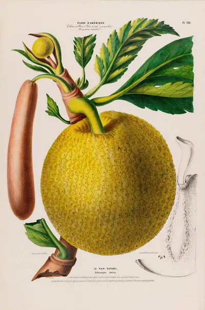 Flore d'Amérique, dessinée d'après nature sur les lieux Pl.129 by Etienne Denisse, 1843 — digital art print download