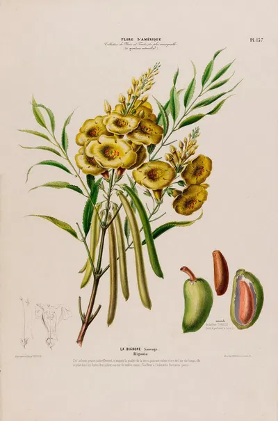 Flore d'Amérique, dessinée d'après nature sur les lieux Pl.137 by Etienne Denisse, 1843 — digital art print download