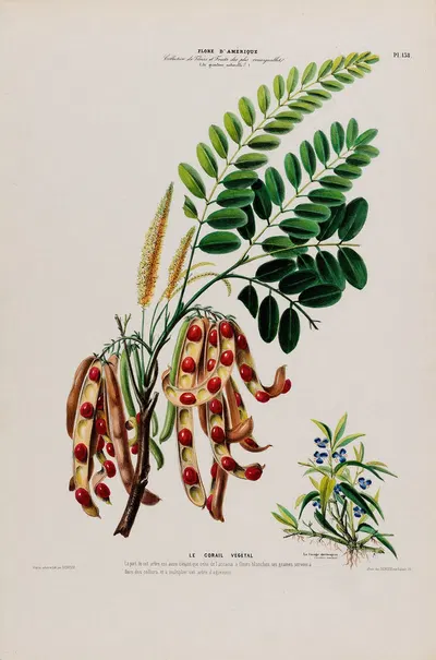 Flore d'Amérique, dessinée d'après nature sur les lieux Pl.138 by Etienne Denisse, 1843 — digital art print download