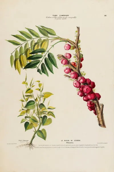 Flore d'Amérique, dessinée d'après nature sur les lieux Pl.141 by Etienne Denisse, 1843 — digital art print download