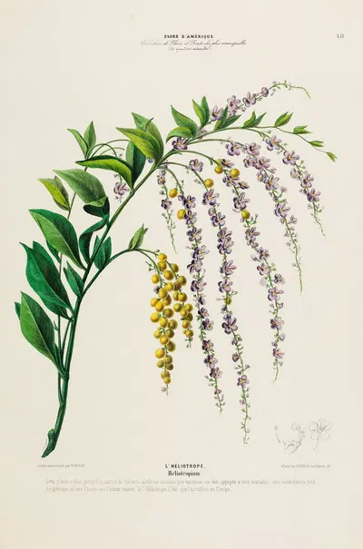 Flore d'Amérique, dessinée d'après nature sur les lieux Pl.151 by Etienne Denisse, 1843 — digital art print download