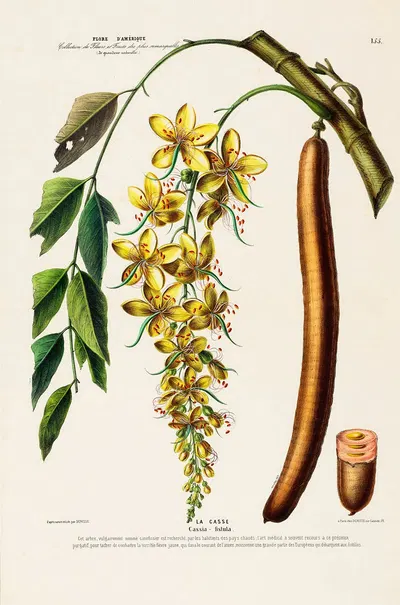 Flore d'Amérique, dessinée d'après nature sur les lieux Pl.155 by Etienne Denisse, 1843 — digital art print download
