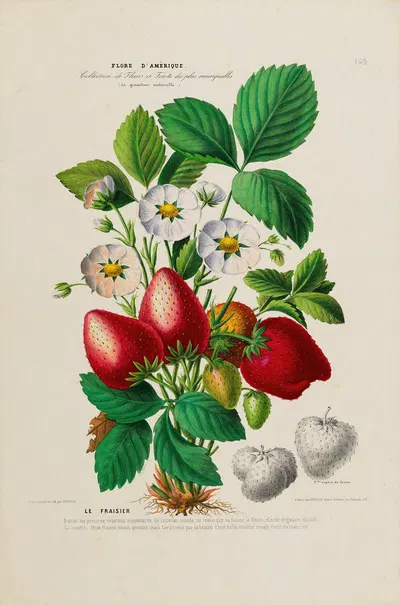 Flore d'Amérique, dessinée d'après nature sur les lieux Pl.159 by Etienne Denisse, 1843 — digital art print download