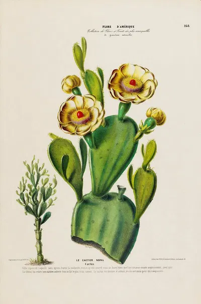 Flore d'Amérique, dessinée d'après nature sur les lieux Pl.168 by Etienne Denisse, 1843 — digital art print download