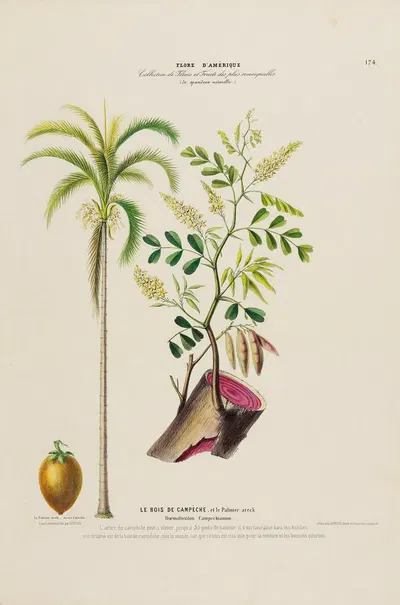 Flore d'Amérique, dessinée d'après nature sur les lieux Pl.174 by Etienne Denisse, 1843 — digital art print download