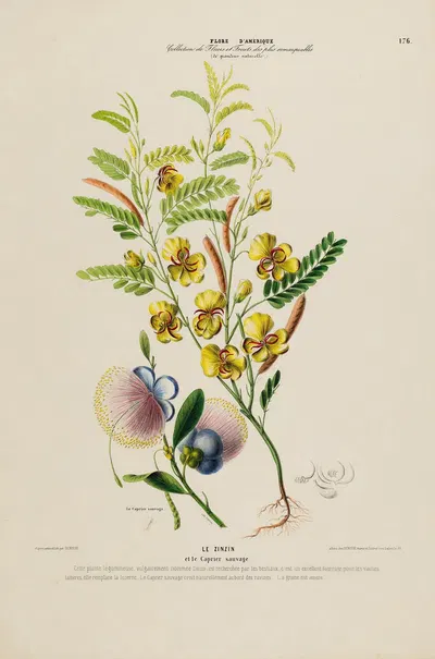 Flore d'Amérique, dessinée d'après nature sur les lieux Pl.176 by Etienne Denisse, 1843 — digital art print download