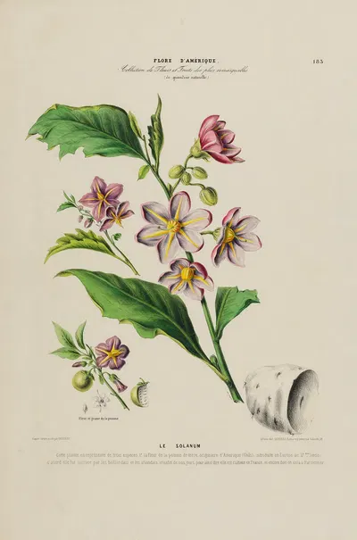 Flore d'Amérique, dessinée d'après nature sur les lieux Pl.183 by Etienne Denisse, 1843 — digital art print download