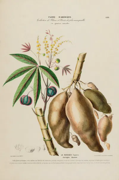 Flore d'Amérique, dessinée d'après nature sur les lieux Pl.189 by Etienne Denisse, 1843 — digital art print download