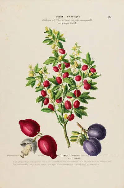 Flore d'Amérique, dessinée d'après nature sur les lieux Pl.195 by Etienne Denisse, 1843 — digital art print download