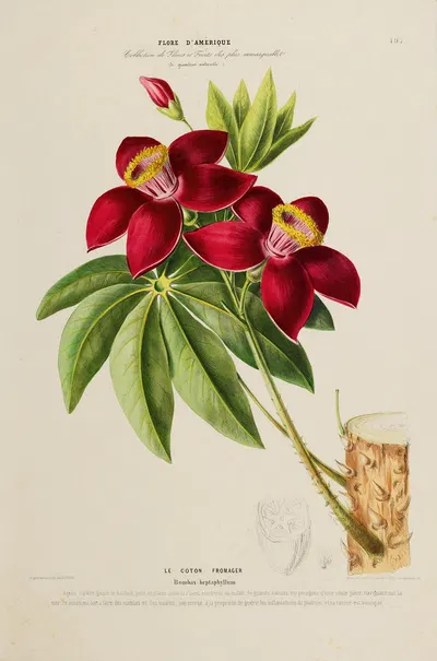 Flore d'Amérique, dessinée d'après nature sur les lieux Pl.197 by Etienne Denisse, 1843 — digital art print download
