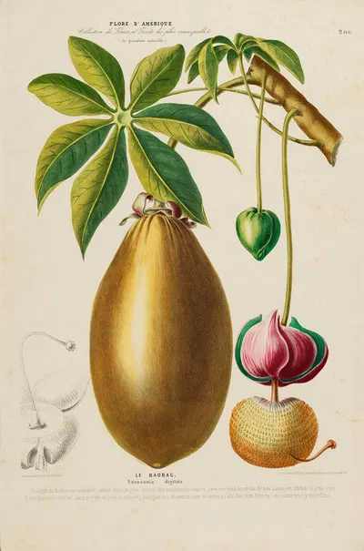 Flore d'Amérique, dessinée d'après nature sur les lieux Pl.200 by Etienne Denisse, 1843 — digital art print download