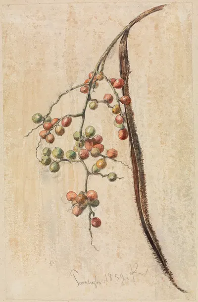 Studie eines Früchte tragenden Zweiges by Ferdinand Keller, 1859 — digital art print download