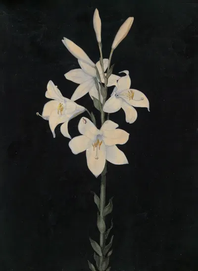 Lilienstengel auf schwarzem Grund by Георг Филипп Шмитт — digital art print download