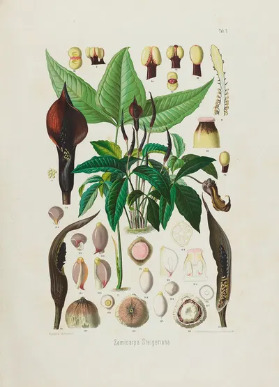 Aroideae Maximilianae Pl.01 by Heinrich Wilhelm Schott, 1879 — digital art print download