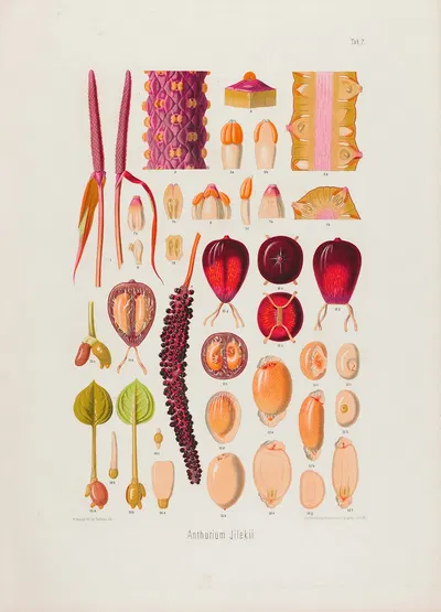 Aroideae Maximilianae Pl.07 by Heinrich Wilhelm Schott, 1879 — digital art print download