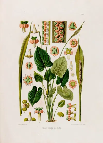 Aroideae Maximilianae Pl.15 by Heinrich Wilhelm Schott, 1879 — digital art print download