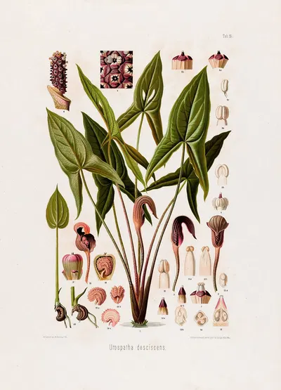 Aroideae Maximilianae Pl.16 by Heinrich Wilhelm Schott, 1879 — digital art print download