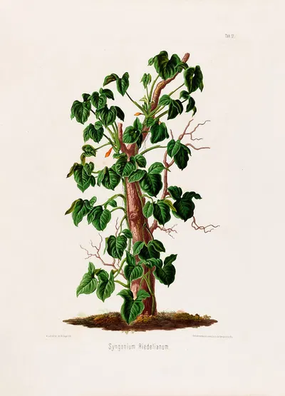 Aroideae Maximilianae Pl.17 by Heinrich Wilhelm Schott, 1879 — digital art print download