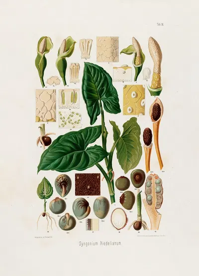 Aroideae Maximilianae Pl.18 by Heinrich Wilhelm Schott, 1879 — digital art print download