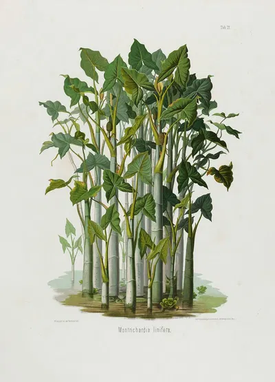 Aroideae Maximilianae Pl.21 by Heinrich Wilhelm Schott, 1879 — digital art print download