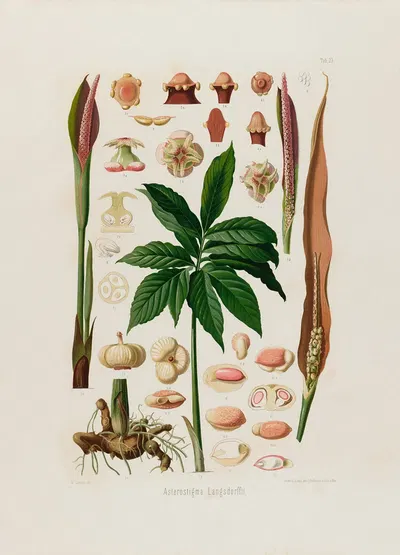 Aroideae Maximilianae Pl.23 by Heinrich Wilhelm Schott, 1879 — digital art print download