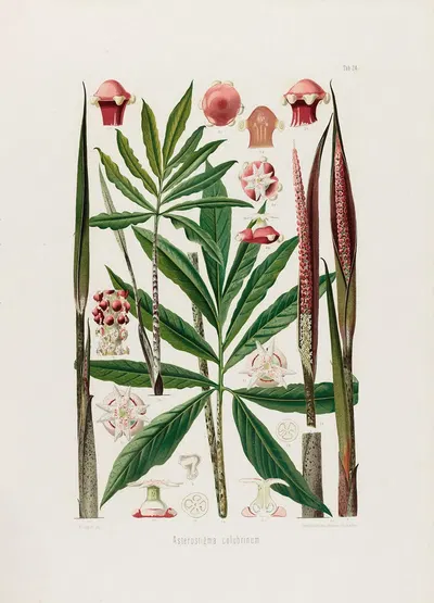 Aroideae Maximilianae Pl.24 by Heinrich Wilhelm Schott, 1879 — digital art print download