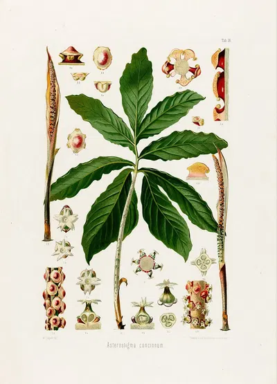 Aroideae Maximilianae Pl.26 by Heinrich Wilhelm Schott, 1879 — digital art print download