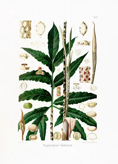 Aroideae Maximilianae Pl.27 by Heinrich Wilhelm Schott, 1879 — digital art print download