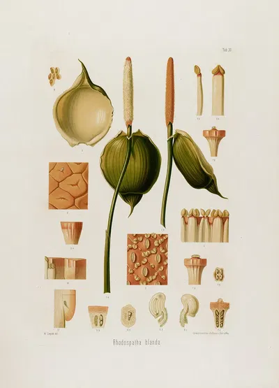 Aroideae Maximilianae Pl.30 by Heinrich Wilhelm Schott, 1879 — digital art print download