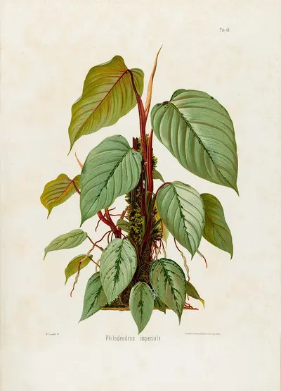 Aroideae Maximilianae Pl.40 by Heinrich Wilhelm Schott, 1879 — digital art print download