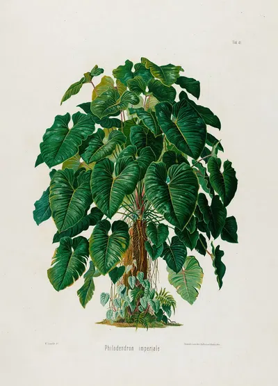Aroideae Maximilianae Pl.41 by Heinrich Wilhelm Schott, 1879 — digital art print download