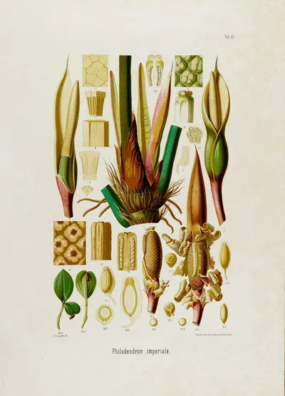 Aroideae Maximilianae Pl.42 by Heinrich Wilhelm Schott, 1879 — digital art print download