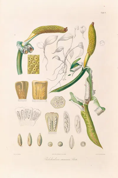 Icones Aroidearum Pl.05 by Heinrich Wilhelm Schott, 1857 — digital art print download
