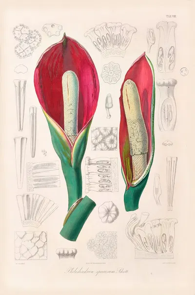 Icones Aroidearum Pl.08 by Heinrich Wilhelm Schott, 1857 — digital art print download