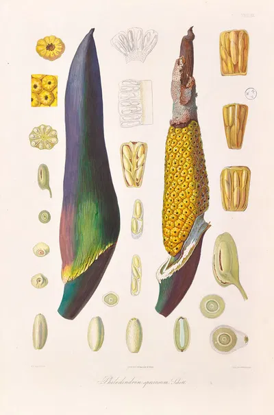 Icones Aroidearum Pl.09 by Heinrich Wilhelm Schott, 1857 — digital art print download