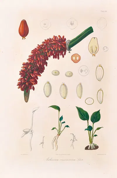 Icones Aroidearum Pl.14 by Heinrich Wilhelm Schott, 1857 — digital art print download