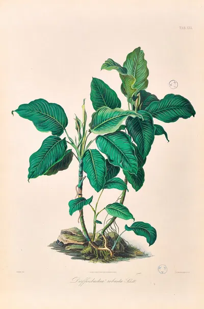 Icones Aroidearum Pl.21 by Heinrich Wilhelm Schott, 1857 — digital art print download
