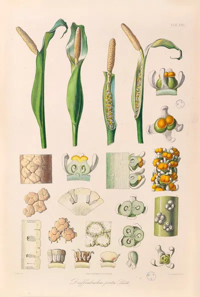Icones Aroidearum Pl.26 by Heinrich Wilhelm Schott, 1857 — digital art print download