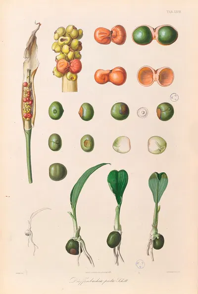 Icones Aroidearum Pl.27 by Heinrich Wilhelm Schott, 1857 — digital art print download