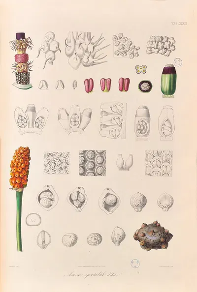 Icones Aroidearum Pl.33 by Heinrich Wilhelm Schott, 1857 — digital art print download
