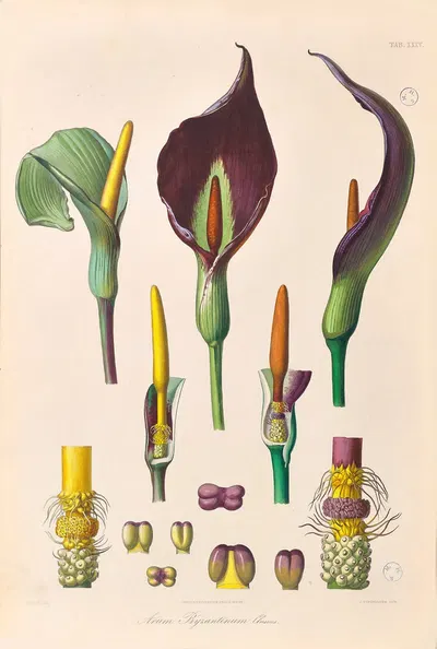 Icones Aroidearum Pl.35 by Heinrich Wilhelm Schott, 1857 — digital art print download
