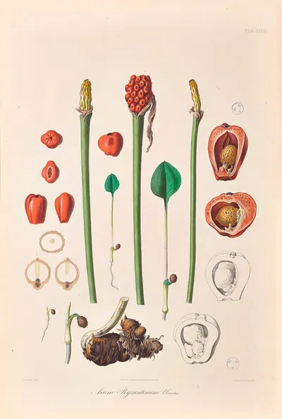 Icones Aroidearum Pl.36 by Heinrich Wilhelm Schott, 1857 — digital art print download