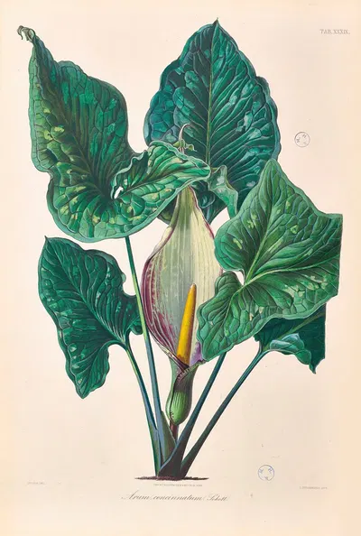 Icones Aroidearum Pl.39 by Heinrich Wilhelm Schott, 1857 — digital art print download